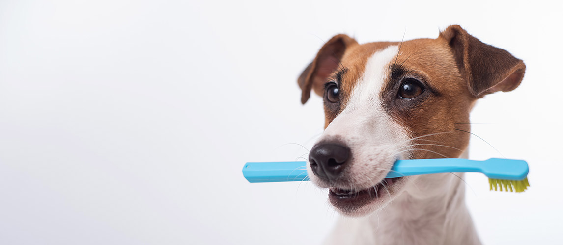 Best-Dog-Toothbrush