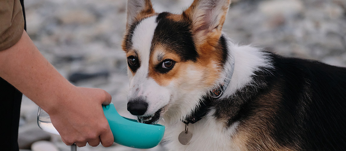 Best-Dog-Water-Bottle