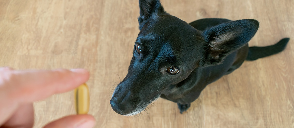 Best-Fish-Oils-For-Dogs