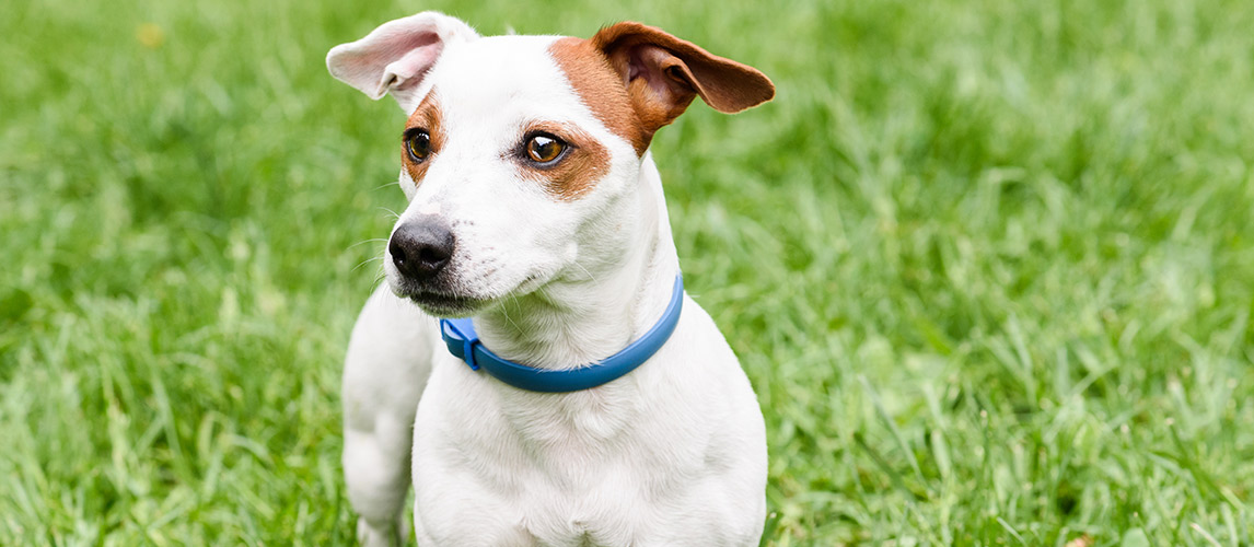 Best-Flea-Collar-For-Dogs