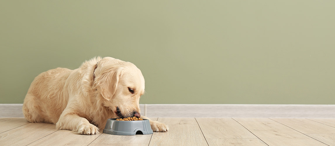 Best-Low-Protein-Dog-Food