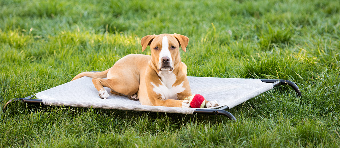 Best-Raised-Dog-Bed