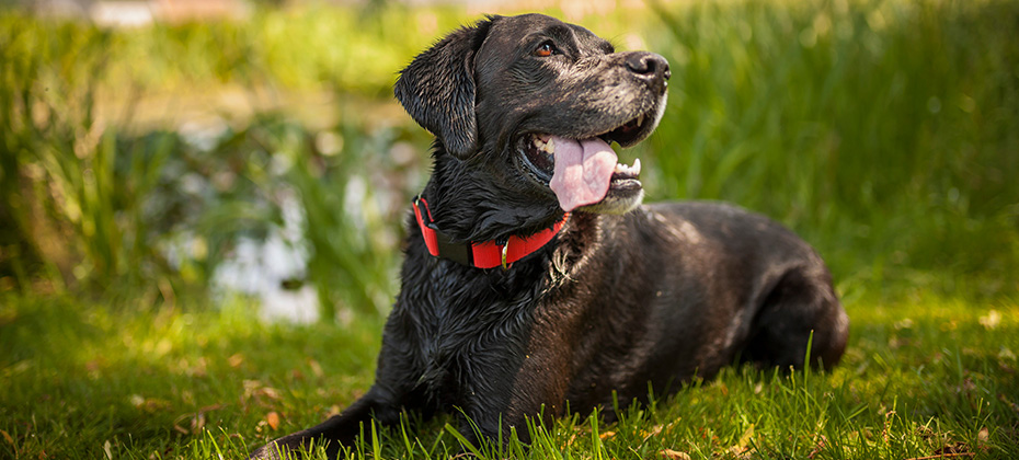 Black labrador retriever dog on a walk. Dog in the nature. 