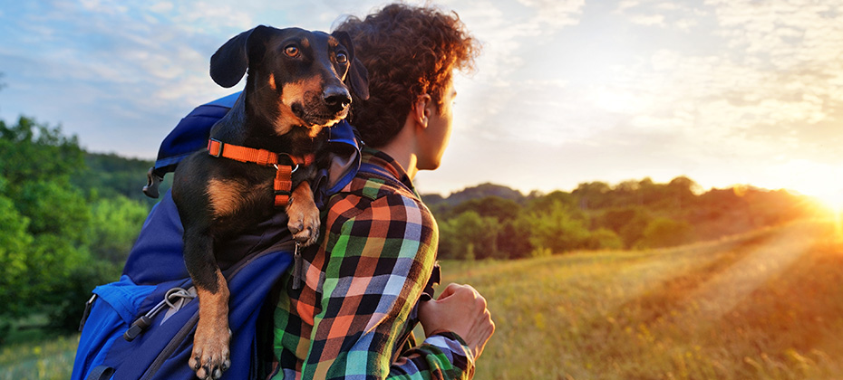 Boy hiking at the sundown with a dog in the backpack