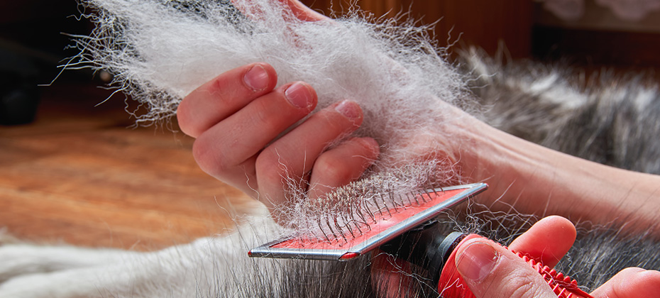 Boy holds in hands lump wool Siberian husky and rakers brush