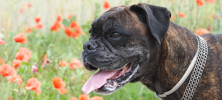 Brindle female Boxer dog with white anti ticks collar on a neck in a red poppy field