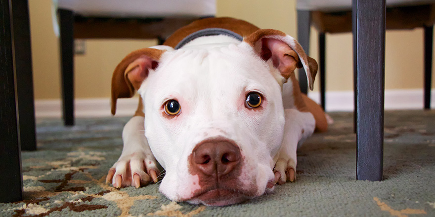 Brown and white pit bull lying down under the dining table 