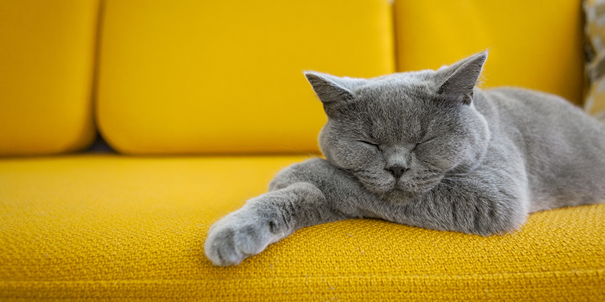 Cat sleeping on a mustard yellow sofa.
