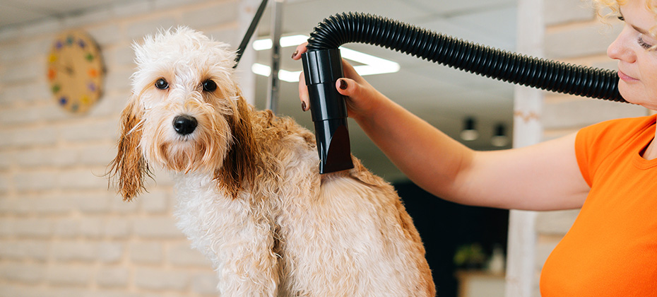Close up of female groomer drying hair with hair dryer of curly Labradoodle dog looking at camera