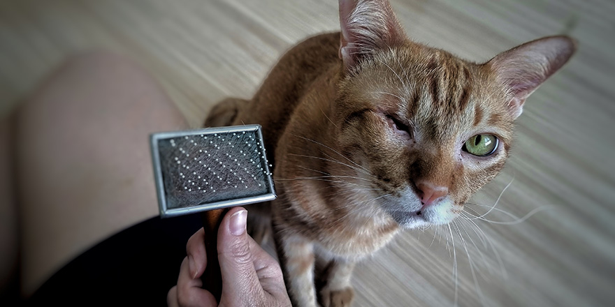 Close up young cat's face after grooming by cat groomer in pet beauty salon