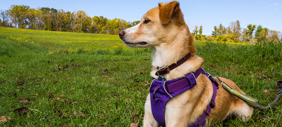 Cute Dog in Purple Harness on Green Grass
