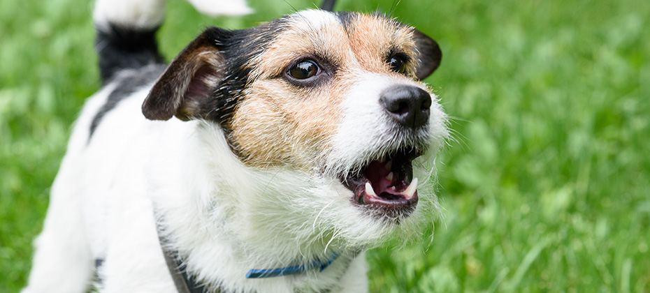 Cute barking dog not aggressive on leash