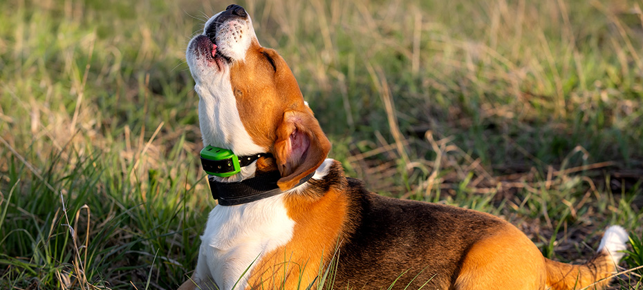 Cute beagle dog lying on the grass and barking