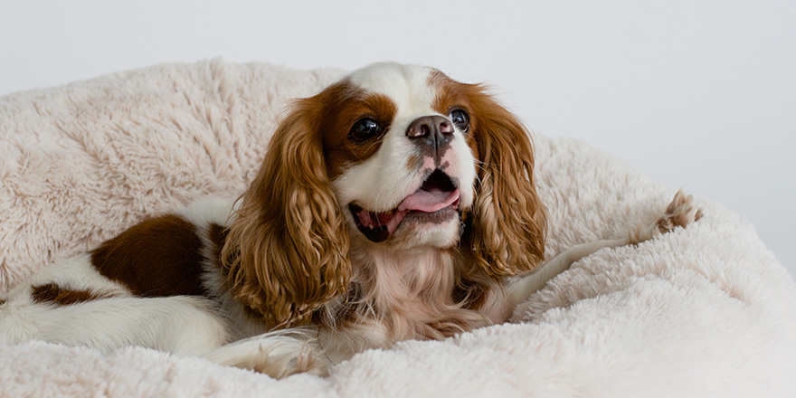 Cute cocker spaniel lying on a dog bed. Light background.