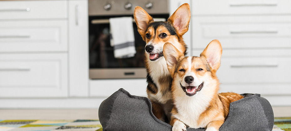 Cute corgi dogs with pet bed in kitchen at home