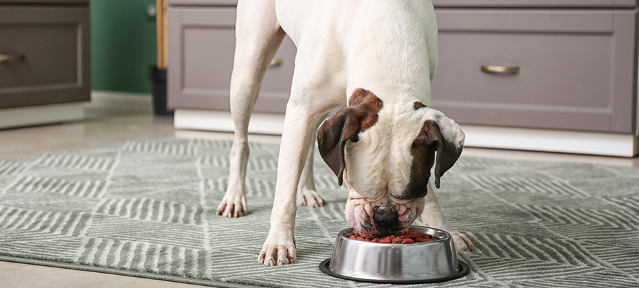 Cute funny dog eating from bowl in kitchen