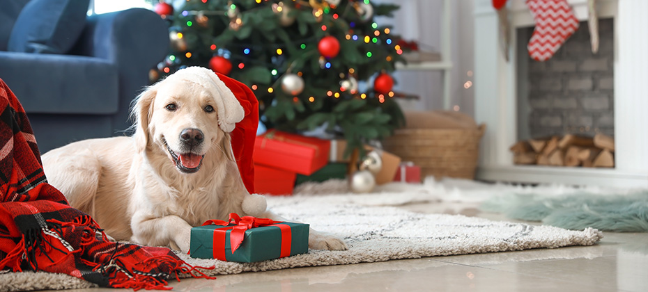 Cute funny dog with gift in room decorated for Christmas