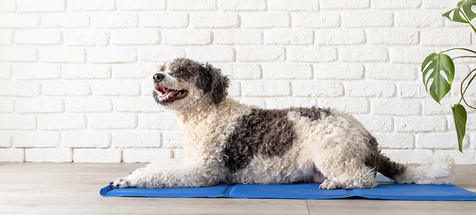 Cute mixed breed dog lying on cool mat in hot day looking up, white brick wall background, summer heat