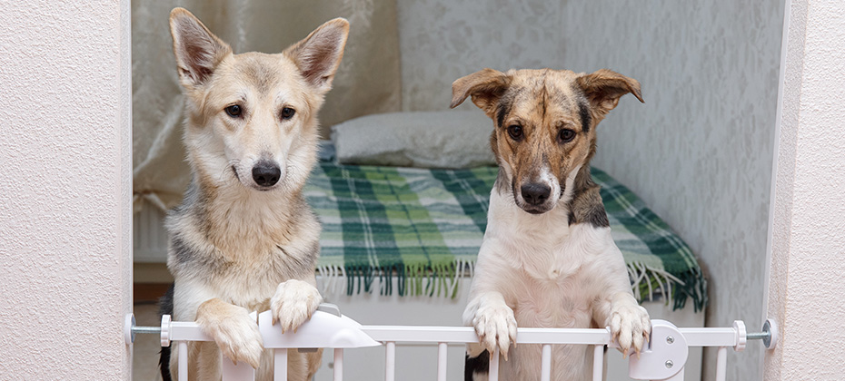 Cute mixed breed dogs standing on hind legs behind safety gate and waiting for food at home