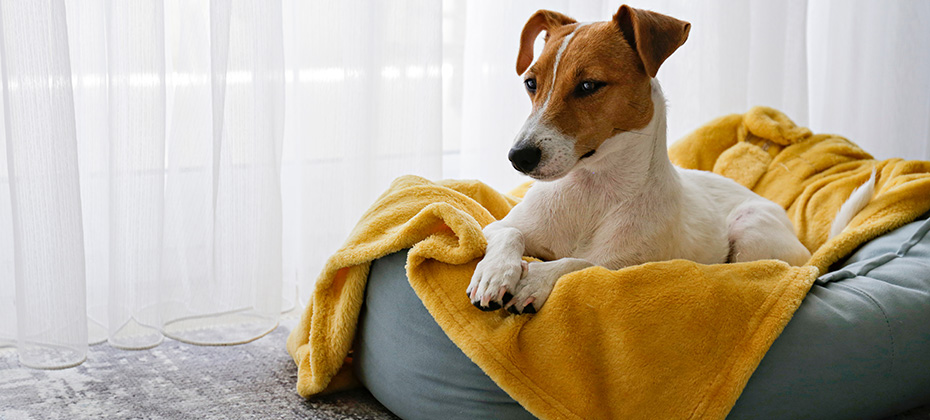Cute sleepy Jack Russel terrier puppy with big ears resting on a dog bed with yellow blanket.
