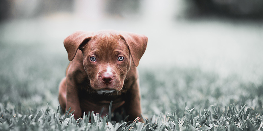 Cutest Blue Eyed American Pitbull Terrier Puppy