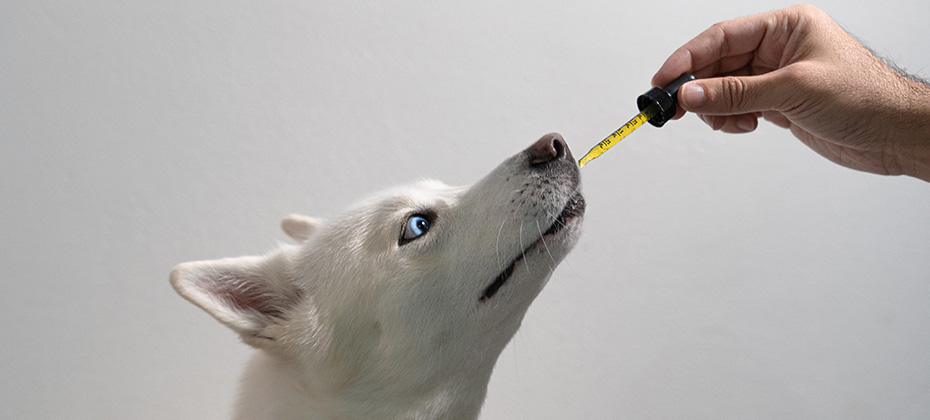 Dog Taking CBD Hemp Oil Tincture