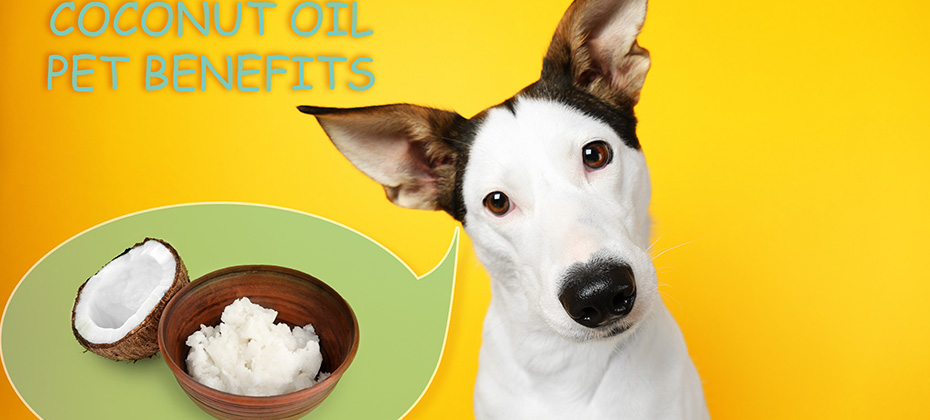 Dog and bowl of coconut oil on color background