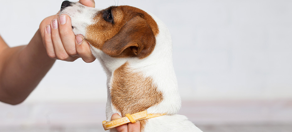 Dog collar against fleas and ticks on a dog