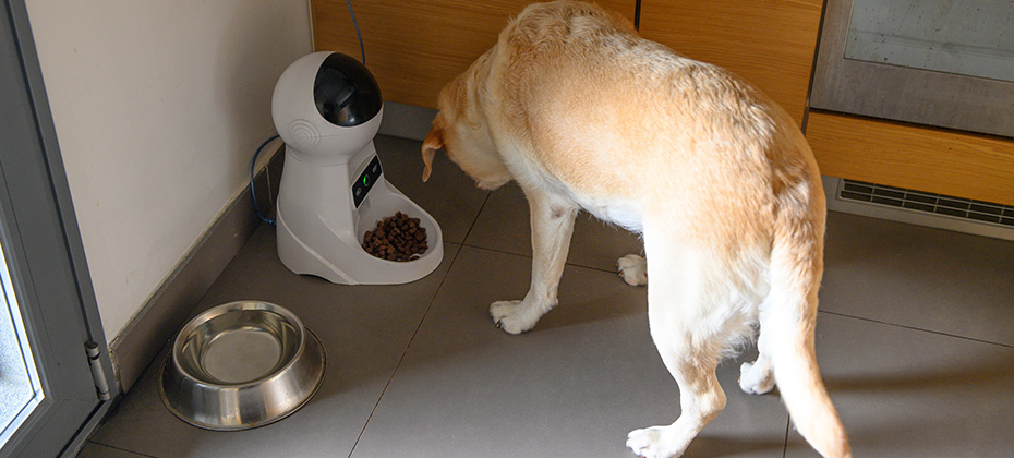 Dog electronic feeder Labrador eats from a controlled bowl