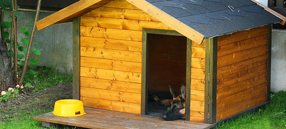Dog hut with dog german shepherd
