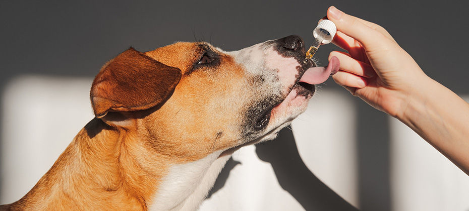 Dog taking essential oil from dropper