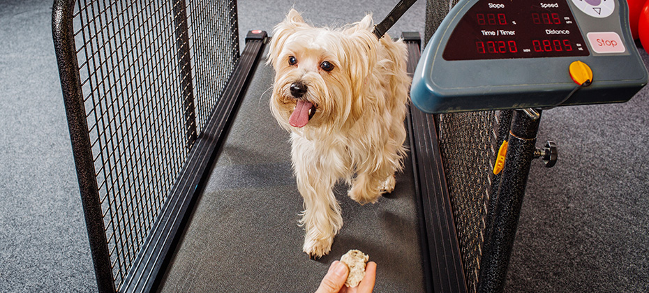 Dog training in the fitness club motivated by treat