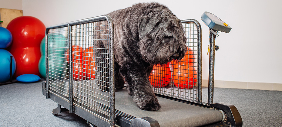 Dog training in the fitness club