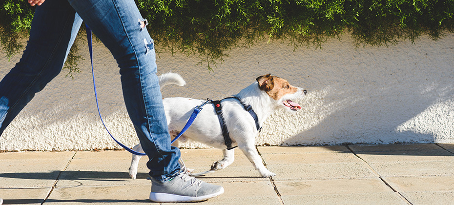 Dog walker strides with his pet on leash while walking at street pavement