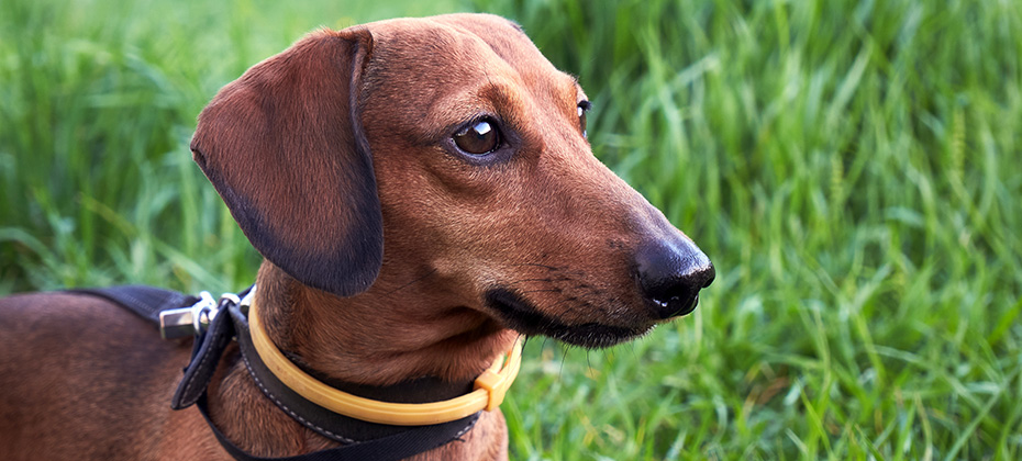 Dog with a yellow collar against ticks and fleas on a green grass background