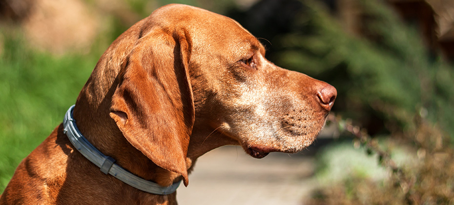 Dog with collar Collars against ticks Protection against parasites