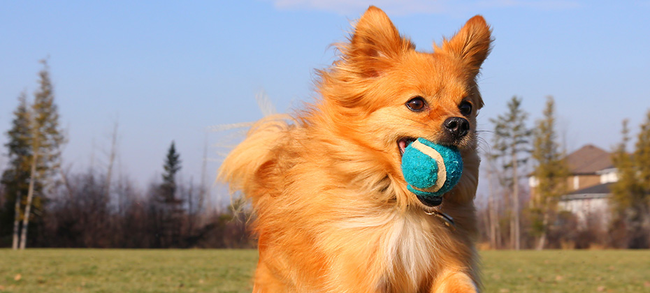 Dog with the ball in the mouth running