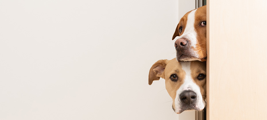 Dogs Peeking into Room