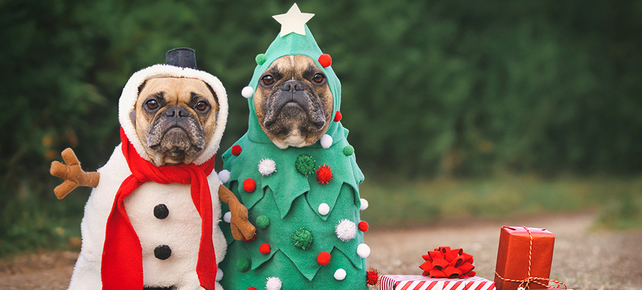 Dogs in Christmas costumes. Two French Bulldogs dresses up as funny Christmas tree and snowman with red gift boxes