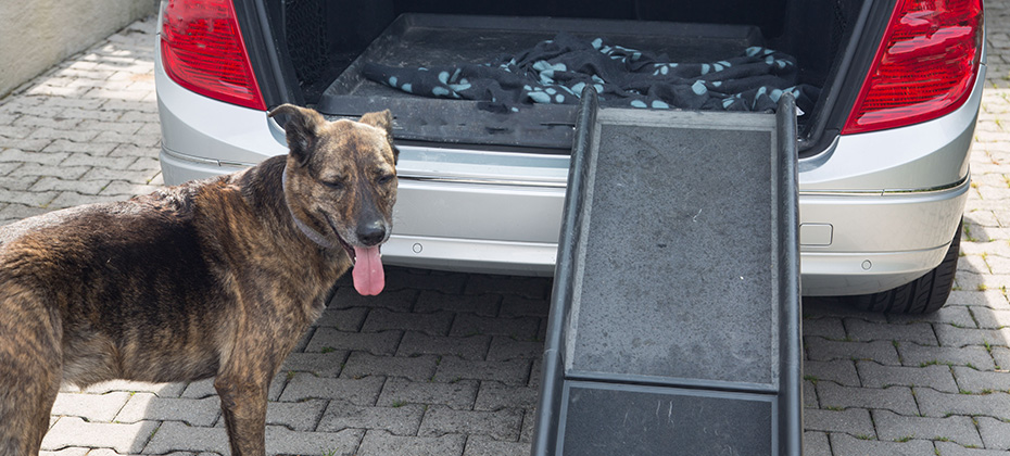 Dog with car ramp