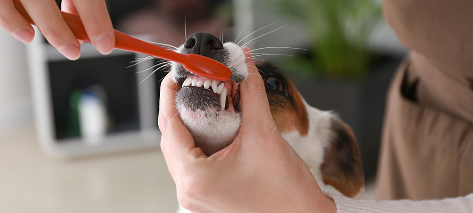 Female groomer brushing dog's teeth in salon