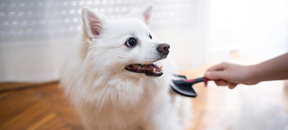 Female hand with furminator combing German spitz pomeranian dog fur