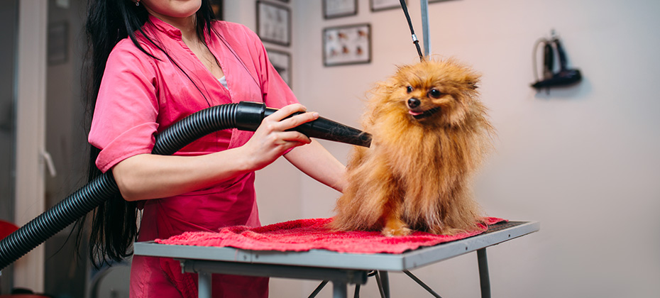 Female pet groomer dry dog fur with a hair dryer