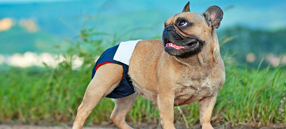 French Bulldog dog wearing fabric period diaper pants for protection