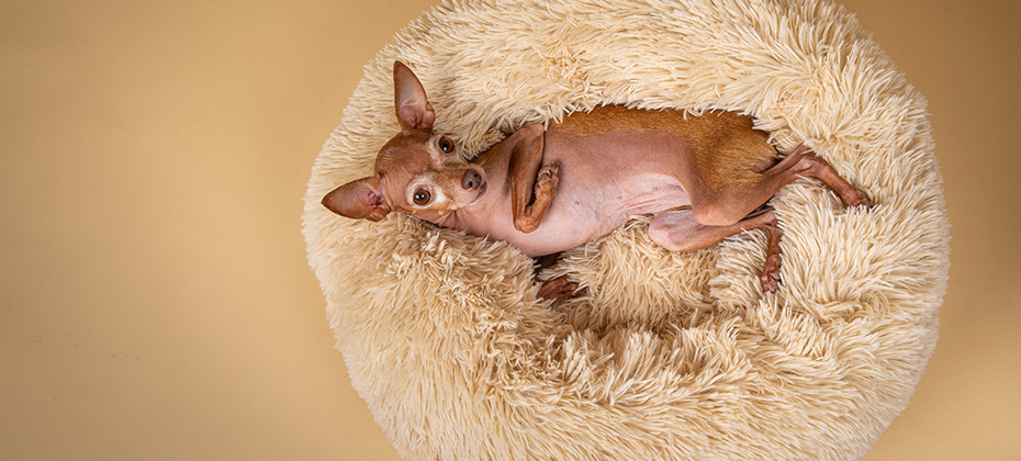 From above adorable purebred Toy terrier looking at camera while resting on fluffy dog bed at home