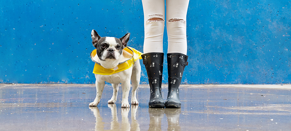 Front view of bulldog with raincoat and galoshes on blue background