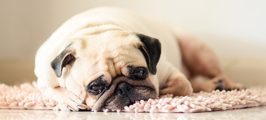 Funny Sleepy Fat Pug Dog with gum in the eye sleep rest on mat floor
