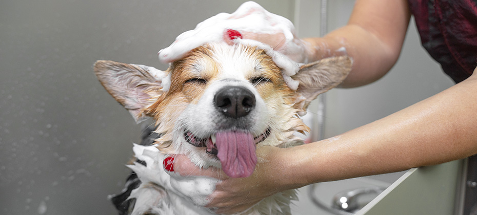 Funny portrait of a welsh corgi pembroke dog showering with shampoo.