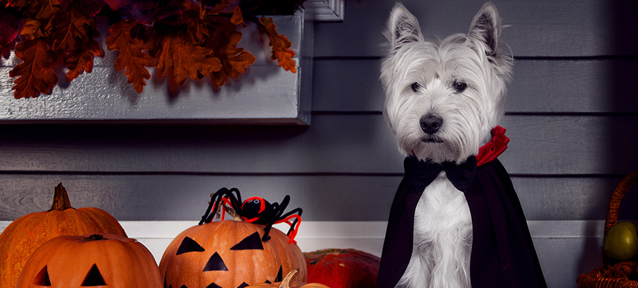 Funny west highland white terrier dog in scary halloween costume and black Dracula cloak sitting outdoor with pumpkins