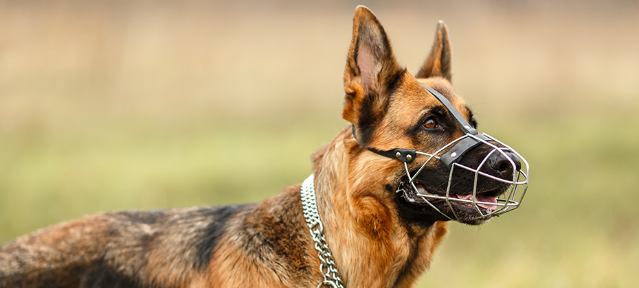 German Shepherd for a walk The dog is muzzled